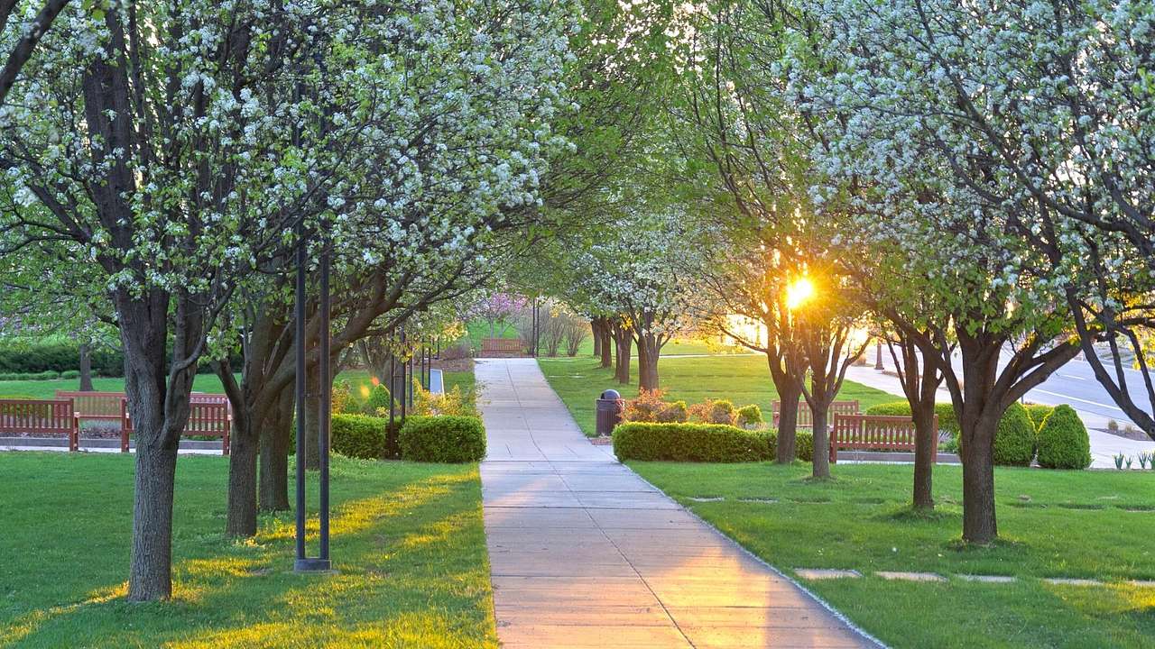 A path through a park with grass and trees on either side at dusk
