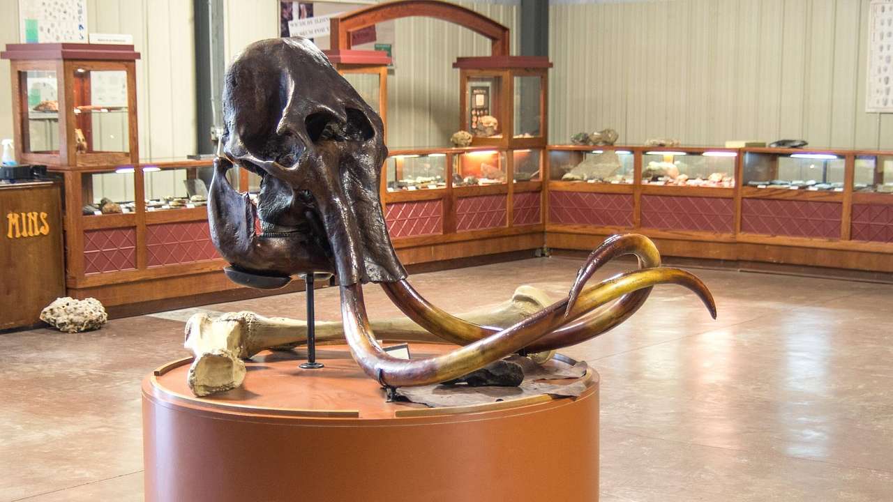 A large animal skull with tusks on display in a museum
