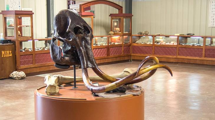 A large animal skull with tusks on display in a museum