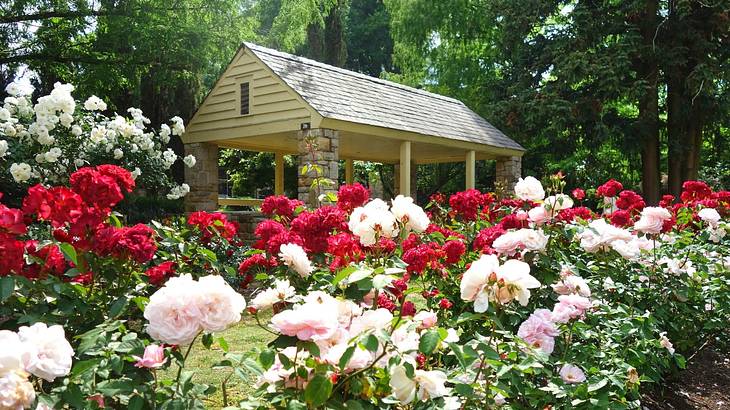 A garden structure with a red, white, and pink rose garden in front of it