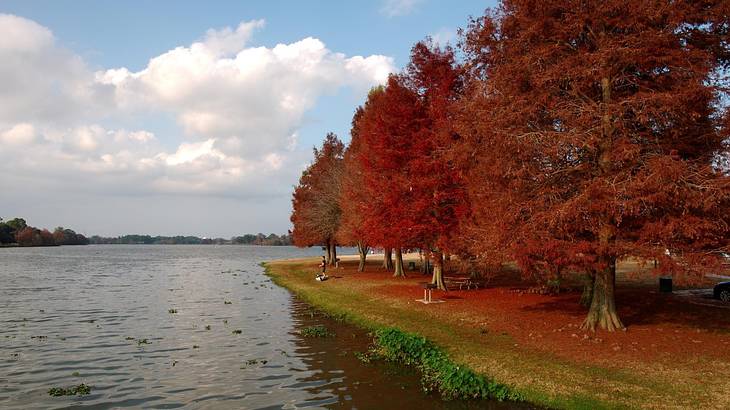 A lake with grass and red trees on the shore