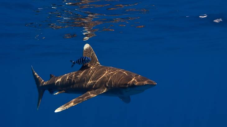 A shark swimming with a fish in pristine dark blue water A shark swimming with a fish in pristine dark blue water
