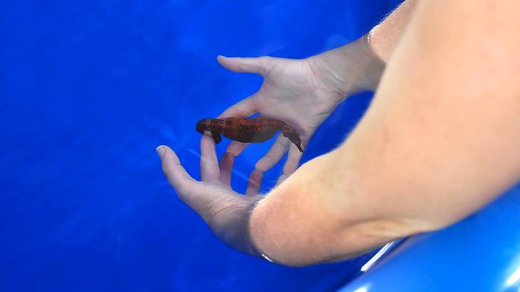 A woman's hands submerged in water underneath a living seahorse