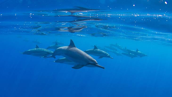 A pod of dolphins swimming in blue shallow waters
