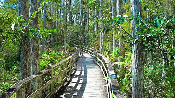 A wooden bridge going through a green forest