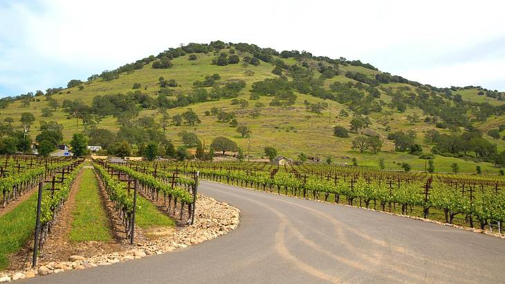 A country road going towards a greenery-covered hill with vineyards on either side