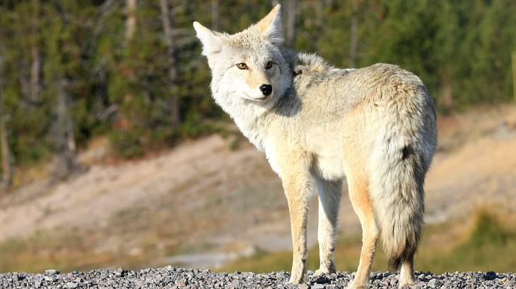 The best time to visit Yellowstone National Park for wildlife is in spring