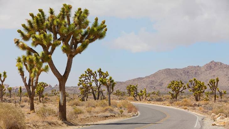 Joshua Trees sitting on sandy desert tundra on the side of a winding road