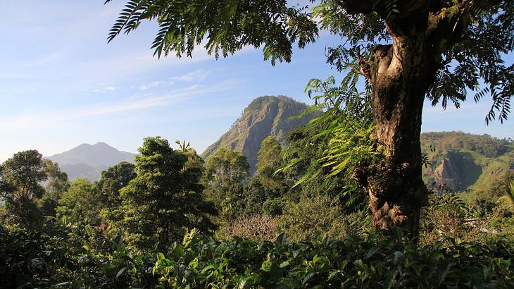 Ella Rock, Ella, Sri Lanka Ella Rock, Ella, Sri Lanka