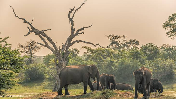 Wild elephants, Yala National Park, Sri Lanka Wild elephants, Yala National Park, Sri Lanka