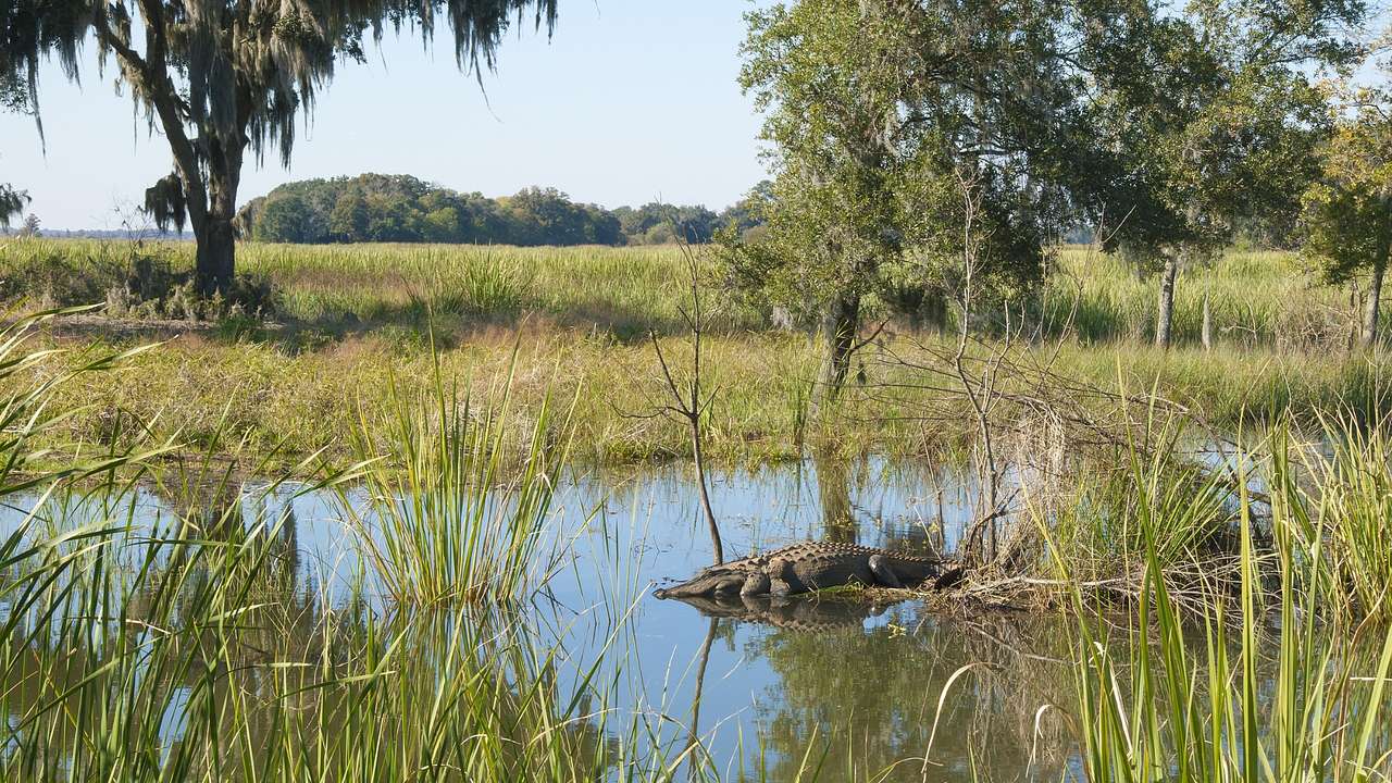 A swamp with an alligator in it surrounded by trees and grass