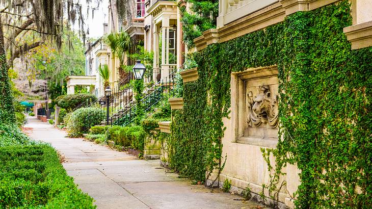 Old buildings on a tree-lined street covered in greenery