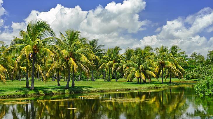 Palm trees on grass with a pond in front of them under blue sky with clouds