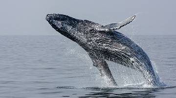 A humpback whale breaching out of the ocean