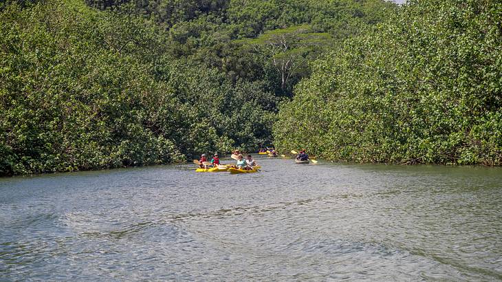 A river with kayaks on it and greenery on the banks A river with kayaks on it and greenery on the banks