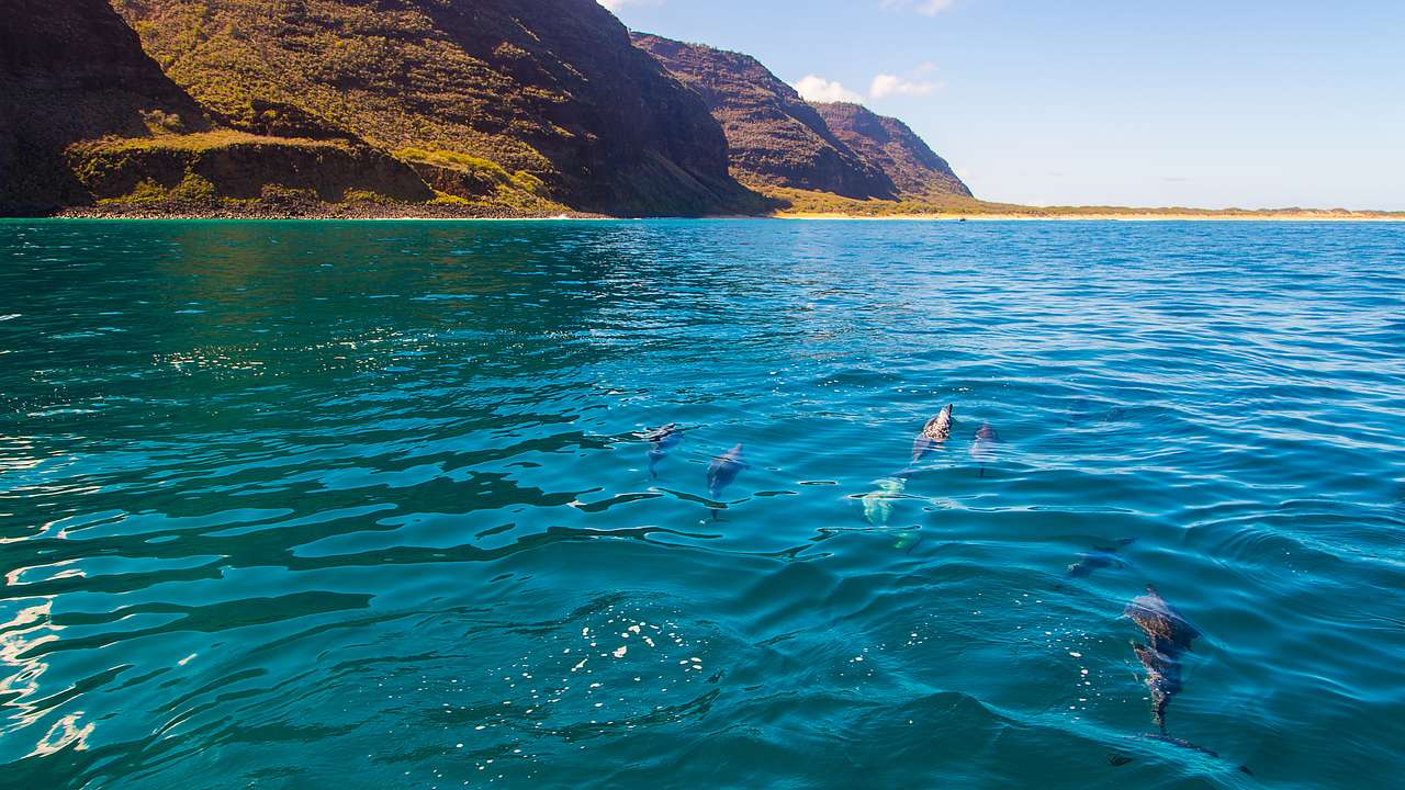 Dolphins swimming in the turquoise ocean with cliffs on the shore