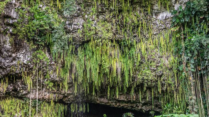 A stone grotto with green hanging ferns covering it