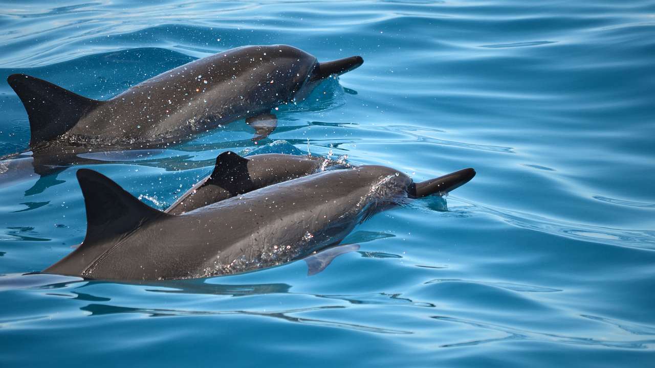 Three dolphins in the blue ocean water