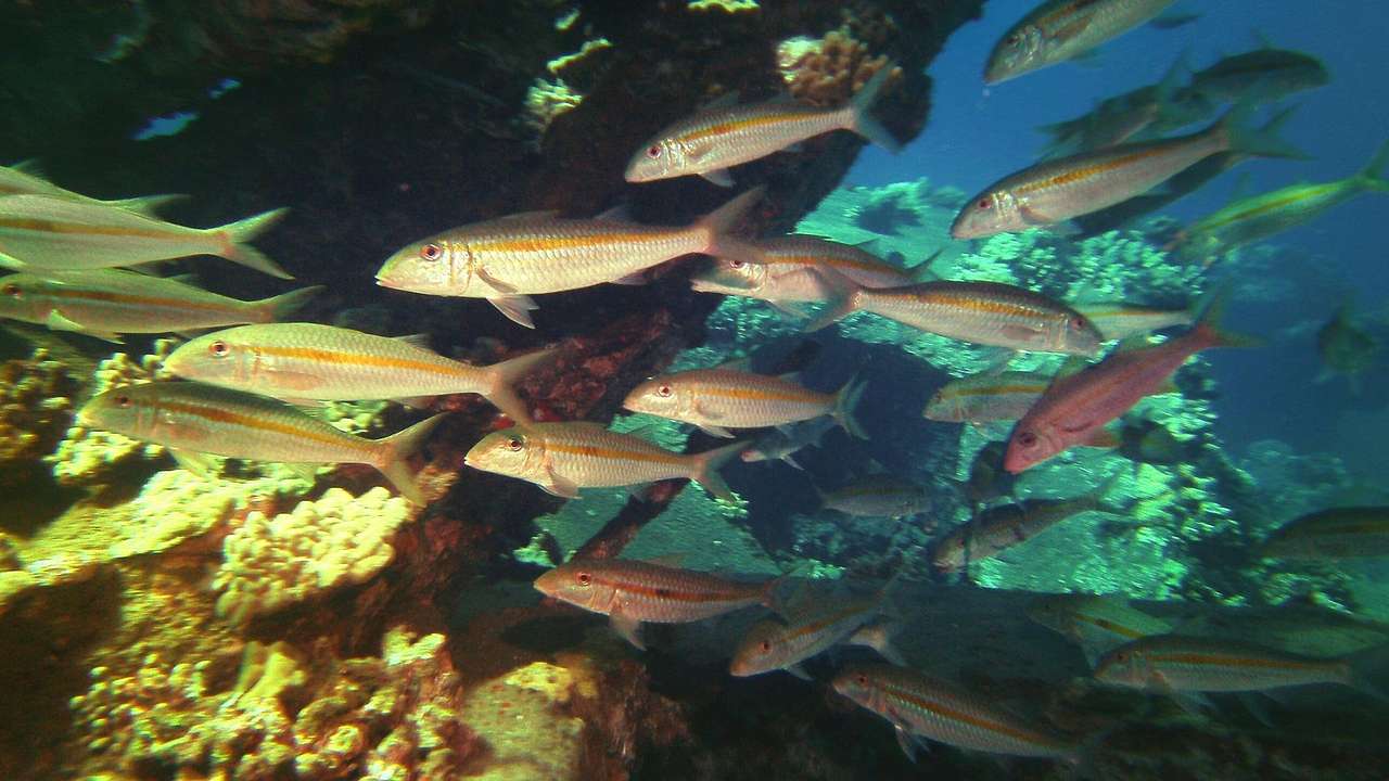 A shoal of silver and orange fish swimming around an underwater coral reef