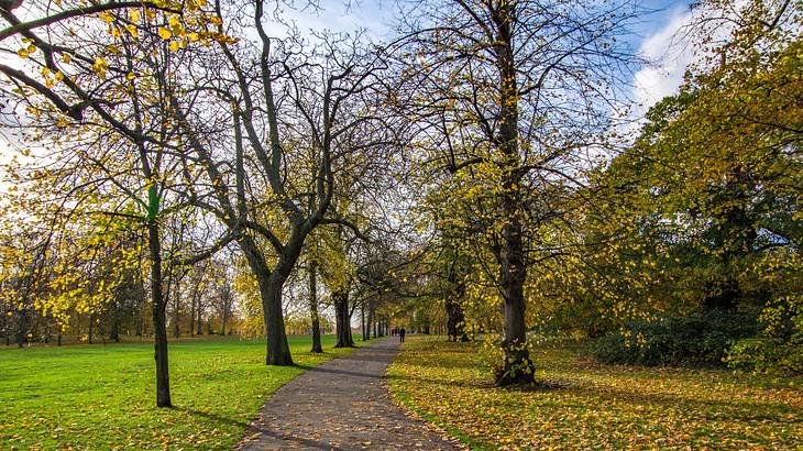 A pathway between green grass and bare trees under a partly cloudy sky