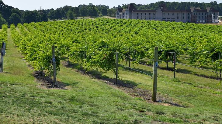 A vineyard with a building in the background A vineyard with a building in the background