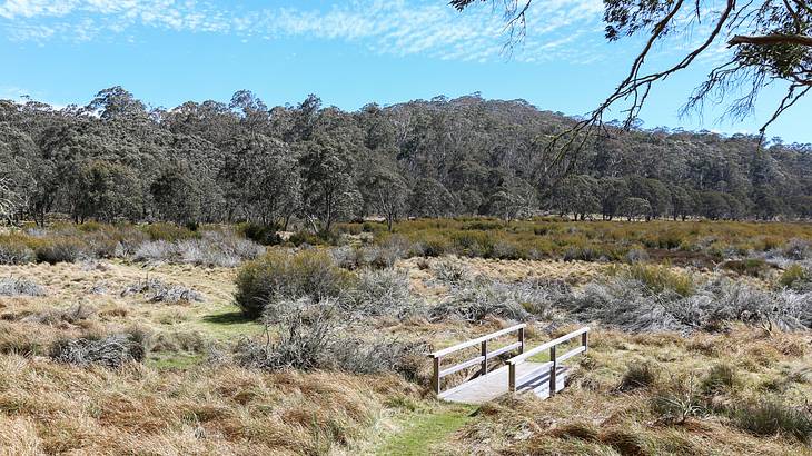View across a swamp and walking path in Barrington Tops National Park, NSW