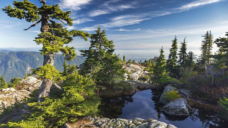 A peak on a mountain with trees, Mount Seymour, BC, Canada