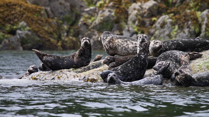 Vancouver Weekend Getaways - Group of seals on rocks in Tofino, BC Vancouver Weekend Getaways - Group of seals on rocks in Tofino, BC