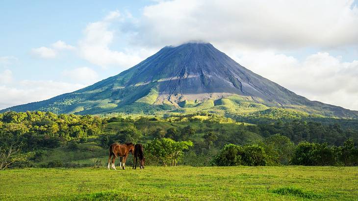 Brown horse eating grass near trees and plants with a volcano in the background