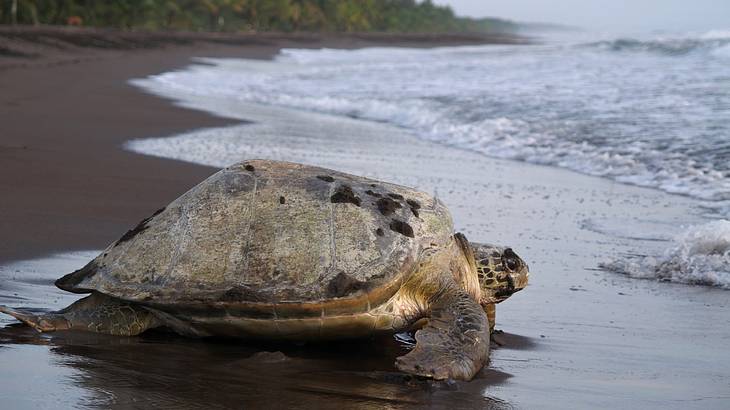 Giant sea turtle on a sandy beach moving towards the water