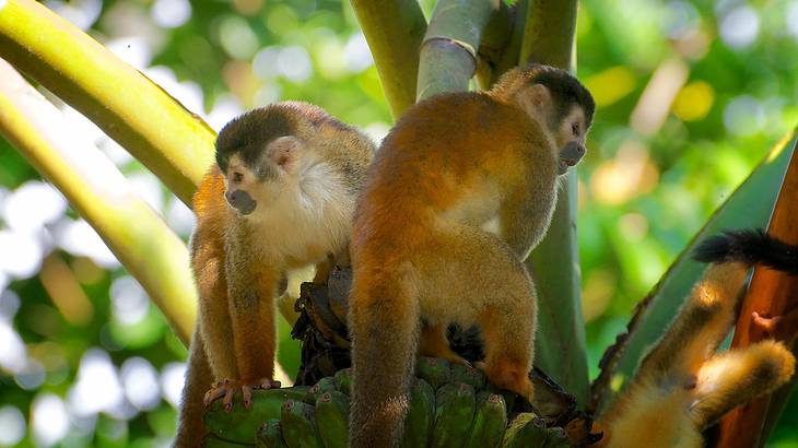 A group of small brown and white monkeys on a green banana tree A group of small brown and white monkeys on a green banana tree