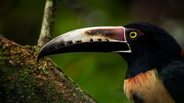A black-feathered and yellow breast toucan resting on a branch