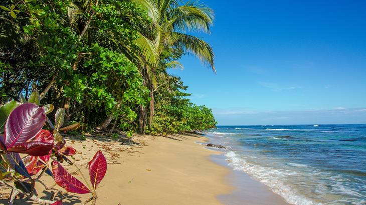 Under a brilliant blue sky, a beautiful sandy beach with tropical green flora