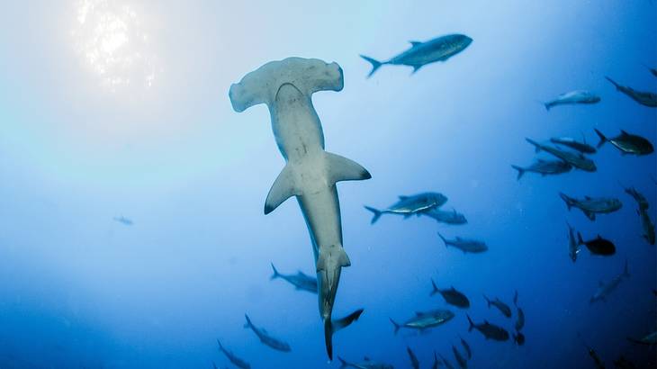 Hammerhead shark's bottom view, swimming in the blue ocean with small fish around
