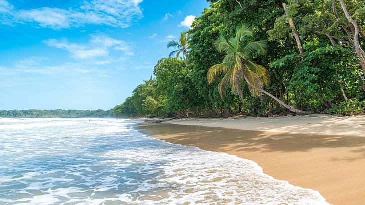 Stunning sandy beach lined with palm trees and foamy water on its shore