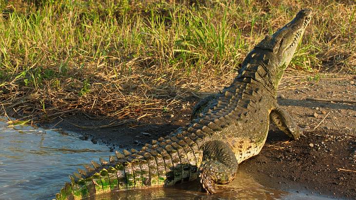 A big crocodile looking up near dry grass beside a river