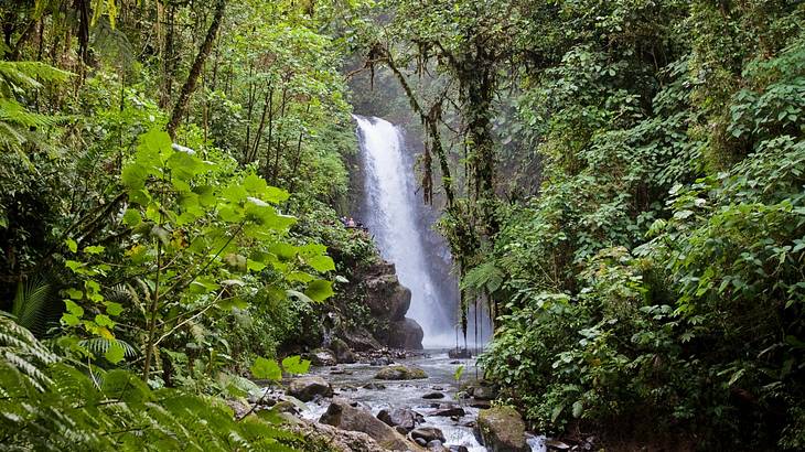 A tall thin waterfall secluded in a green tropical rainforest