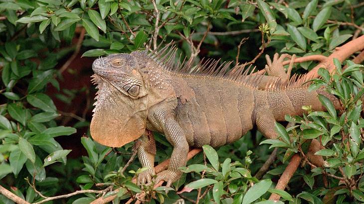 Brown iguana resting on a branch with green leaves
