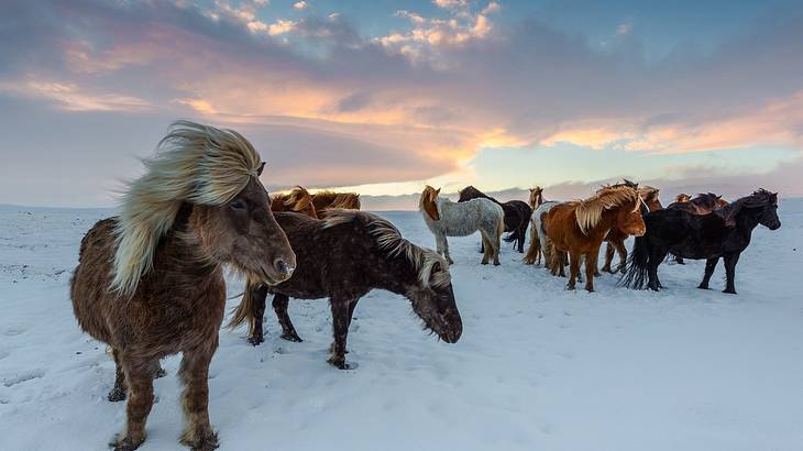 Group of Icelandic horses, Iceland