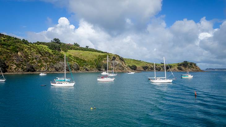 Your 3 day Auckland itinerary has to include a trip to Waiheke Island