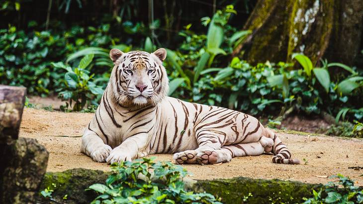 White Tiger lying down at the Singapore Zoo