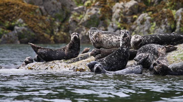 Vancouver Weekend Getaways - Group of seals on rocks in Tofino, BC