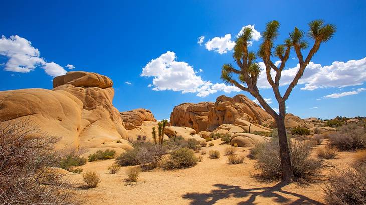 A Joshua tree in a desert environment with rock features and shrubs