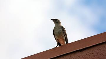 Looking up at a white and gray bird perched on an orange cement roof