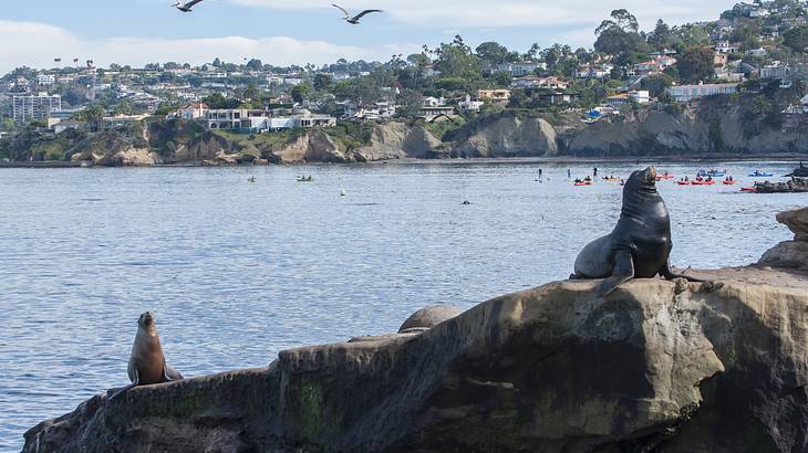 One of the best beach towns in California to visit is La Jolla