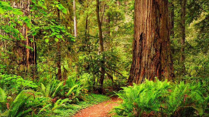 A huge tree trunk near a walking path passing through a luscious forest