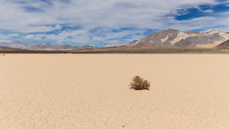 A tumbleweed on a cracked dry lake bed and rocky mountains in the background