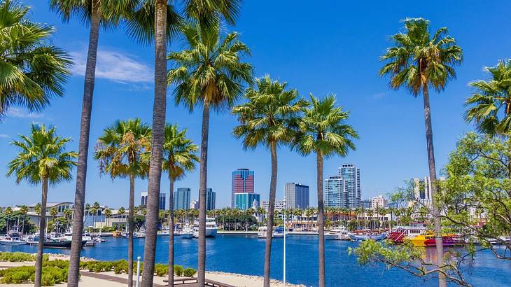 Palm trees next to a body of water with buildings in the distance