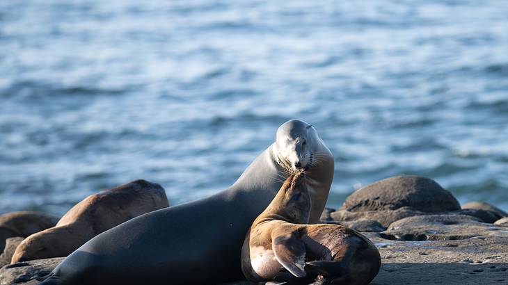 Seals resting on a rock surrounded by water at sunset