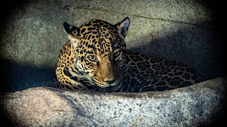 Looking down on a jaguar resting on a rock while looking over another rock